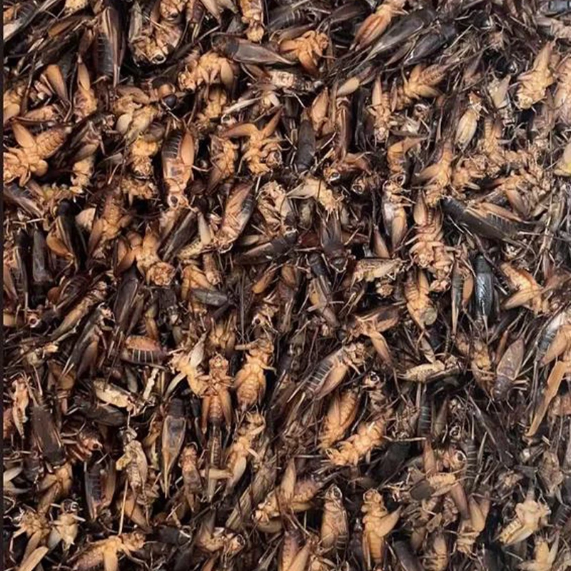 Crickets secs per menjar