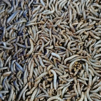 Gamma d'aplicacions de cucs secs per a ocells