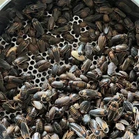 1000 Roaches Dubia