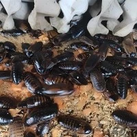500 Roaches de Dubia Mitjà