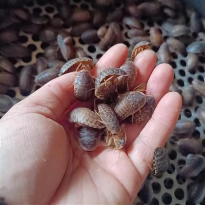 Dubia adulta Dubia
