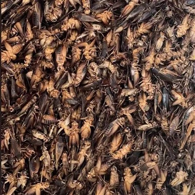 Crickets secs per menjar