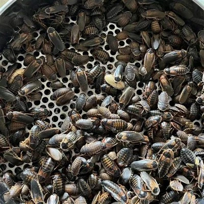 Dubia seca
