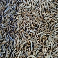 Cucs secs per a la pesca
